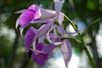 In the yard - Purple Orchid